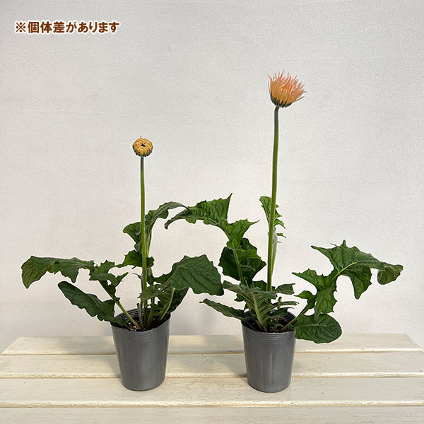 ガーベラ（切花向け品種）：スパイダー　クリームスピン3.5号ポット