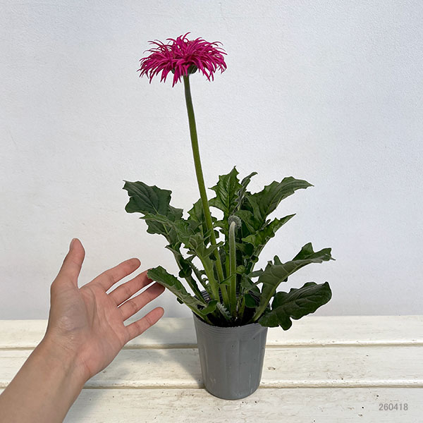 ガーベラ（切花向け品種）：スパイダー　ノラ3.5号ポット