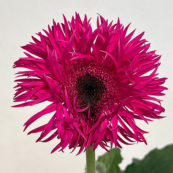 ガーベラ（切花向け品種）：スパイダー　ノラ3.5号ポット