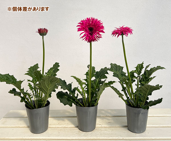 ガーベラ（切花向け品種）：スパイダー　ノラ3.5号ポット