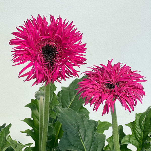 ガーベラ（切花向け品種）：スパイダー　ノラ3.5号ポット