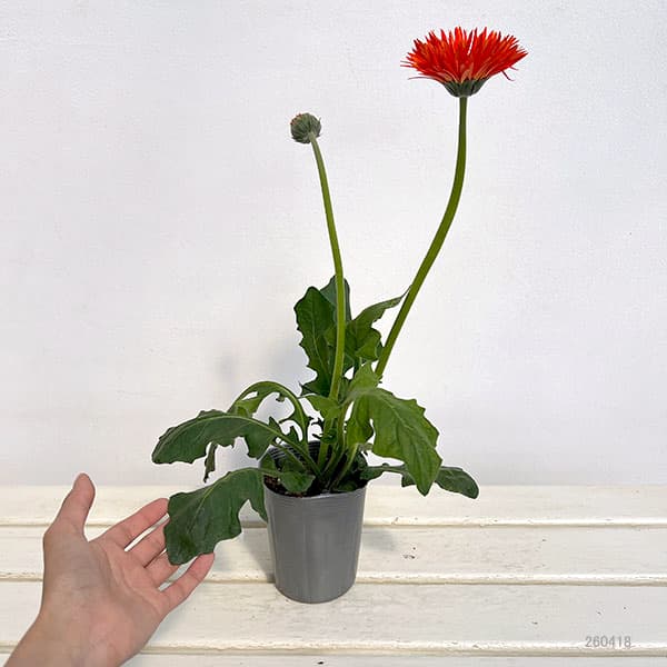 ガーベラ（切花向け品種）：スパイダー　プレイズ3.5号ポット