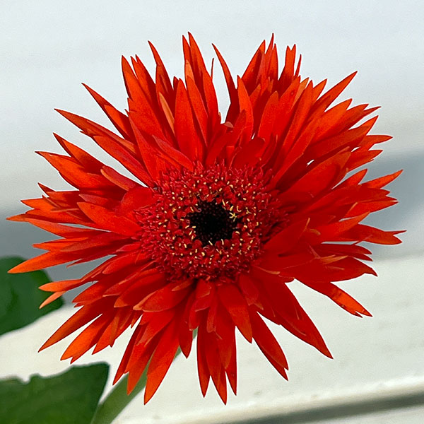 ガーベラ（切花向け品種）：スパイダー　プレイズ3.5号ポット