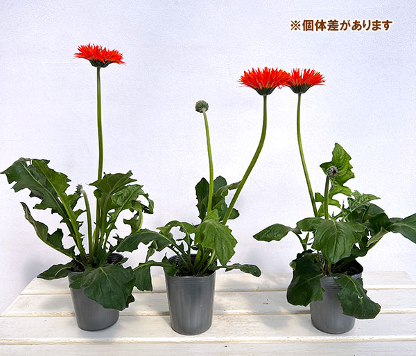 ガーベラ（切花向け品種）：スパイダー　プレイズ3.5号ポット