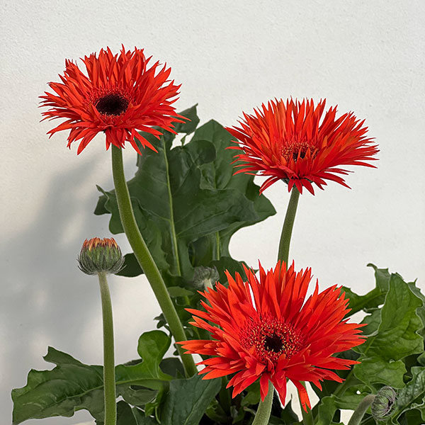 ガーベラ（切花向け品種）：スパイダー　プレイズ3.5号ポット