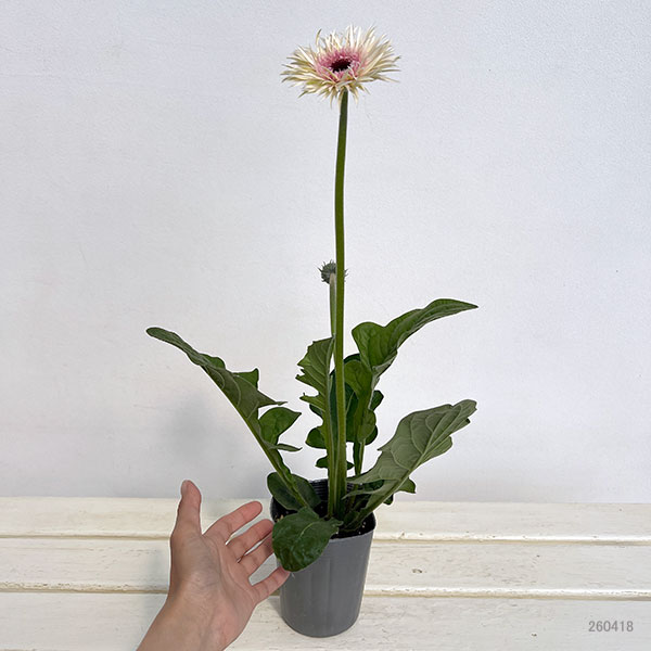 ガーベラ（切花向け品種）：スパイダー　スタント3.5号ポット