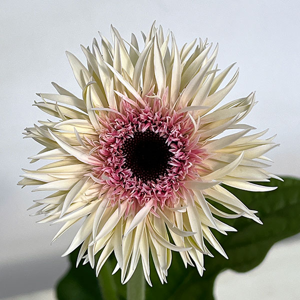 ガーベラ（切花向け品種）：スパイダー　スタント3.5号ポット