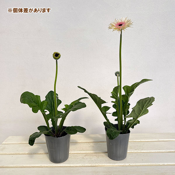 ガーベラ（切花向け品種）：スパイダー　スタント3.5号ポット