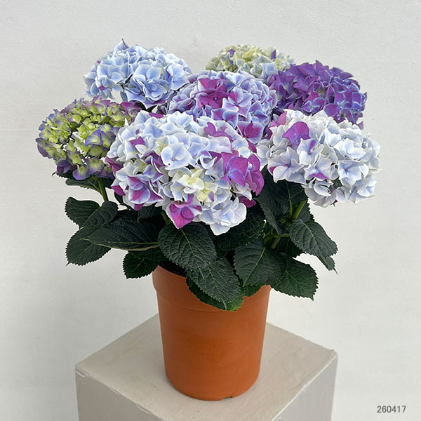 アジサイ：ホットチボリ マーブルブルー 5号鉢植え