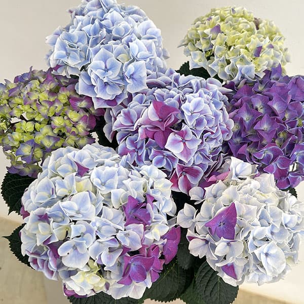 アジサイ：ホットチボリ マーブルブルー 5号鉢植え