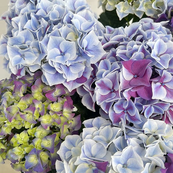 アジサイ：ホットチボリ マーブルブルー 5号鉢植え