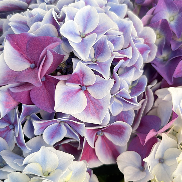 アジサイ：ホットチボリ マーブルブルー 5号鉢植え