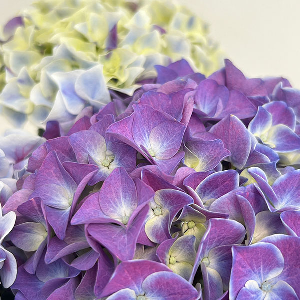 アジサイ：ホットチボリ マーブルブルー 5号鉢植え