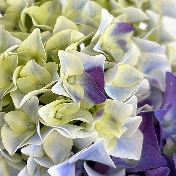 アジサイ：ホットチボリ マーブルブルー 5号鉢植え