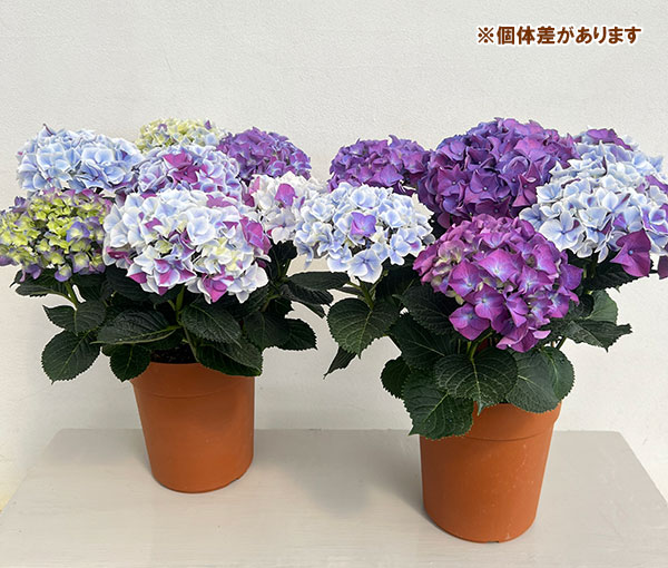 アジサイ：ホットチボリ マーブルブルー 5号鉢植え