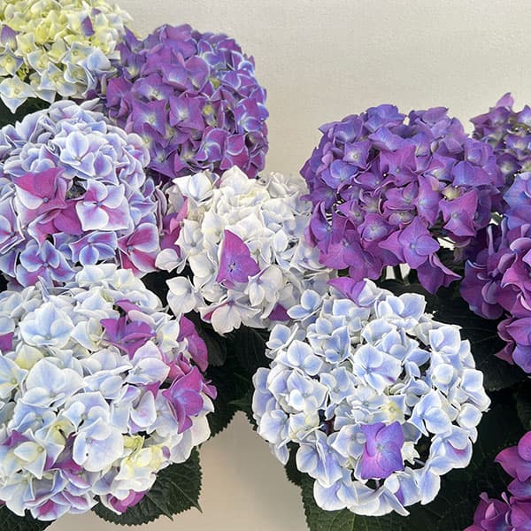 アジサイ：ホットチボリ マーブルブルー 5号鉢植え