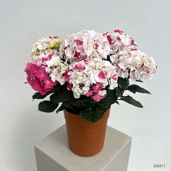 アジサイ：ホットチボリ マーブルピンク 5号鉢植え