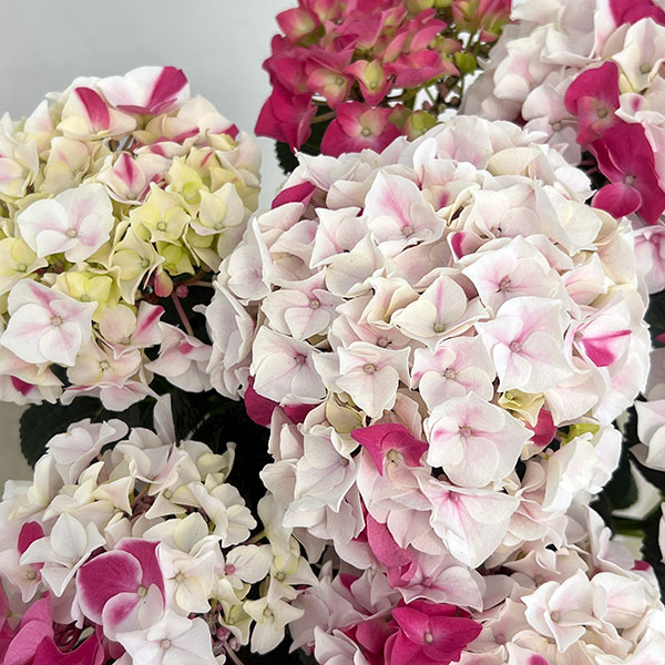 アジサイ：ホットチボリ マーブルピンク 5号鉢植え