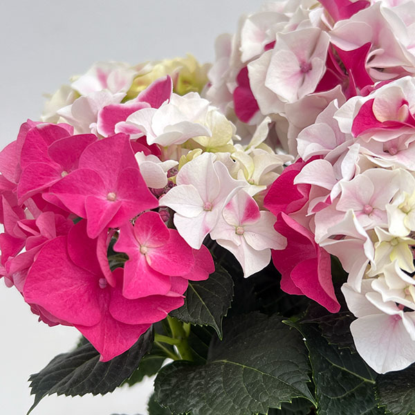 アジサイ：ホットチボリ マーブルピンク 5号鉢植え