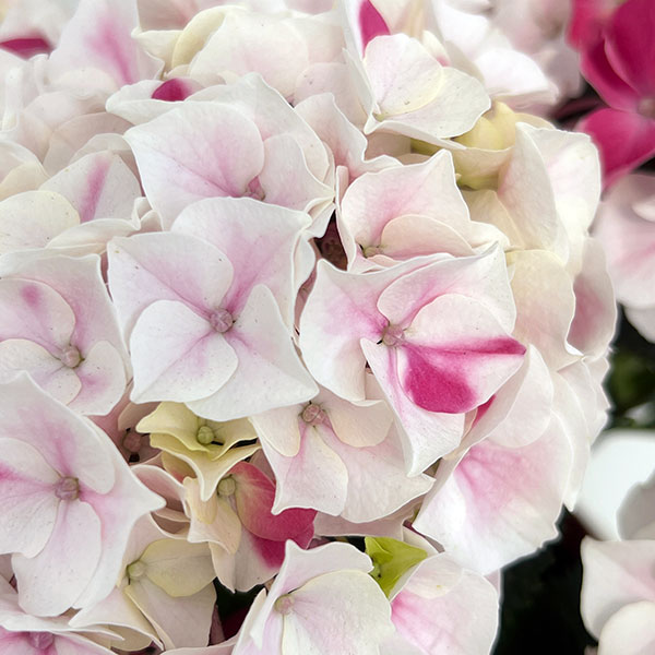 アジサイ：ホットチボリ マーブルピンク 5号鉢植え