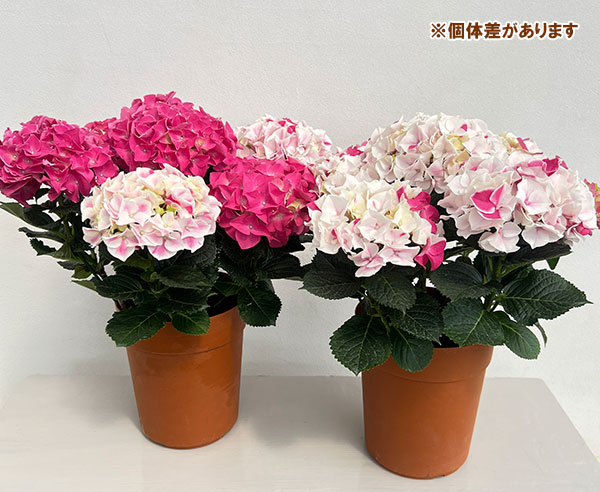 アジサイ：ホットチボリ マーブルピンク 5号鉢植え