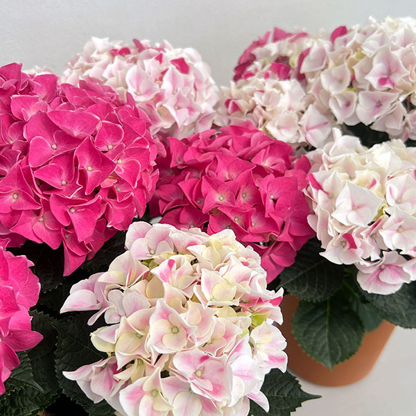 アジサイ：ホットチボリ マーブルピンク 5号鉢植え