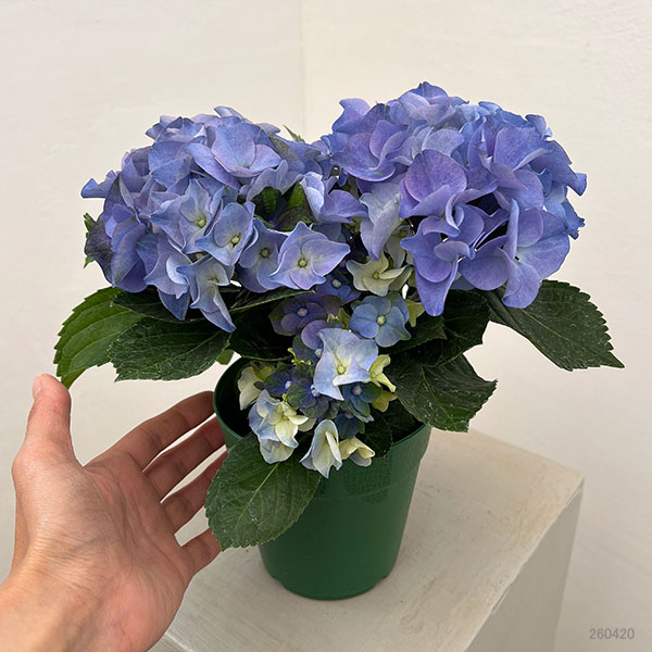 アジサイ：ホットチボリ マーブルブルー 4号鉢植え