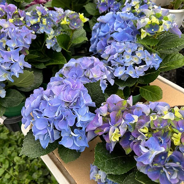園芸ネット本店｜アジサイ：ホットチボリ マーブルブルー 4号鉢植え の