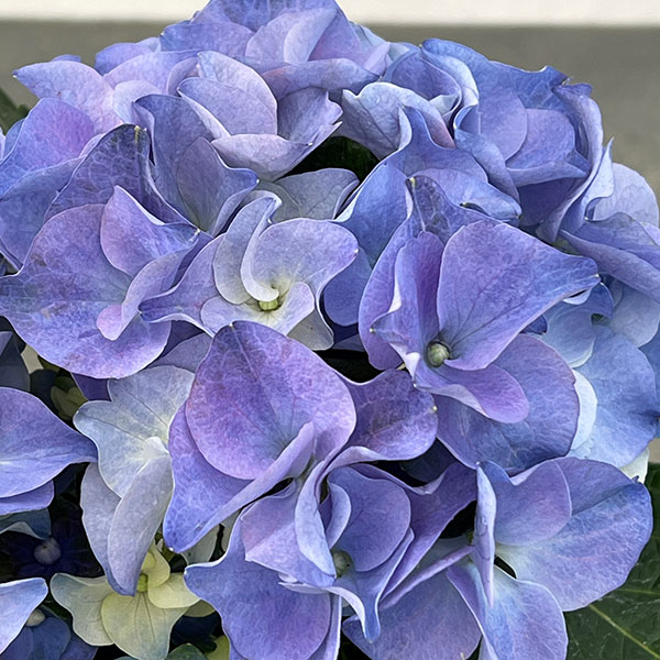 アジサイ：ホットチボリ マーブルブルー 4号鉢植え