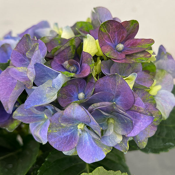 アジサイ：ホットチボリ マーブルブルー 4号鉢植え