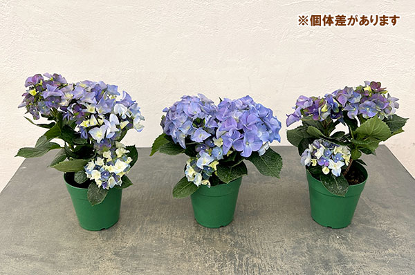 アジサイ：ホットチボリ マーブルブルー 4号鉢植え