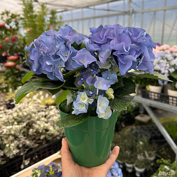 園芸ネット本店｜アジサイ：ホットチボリ マーブルブルー 4号鉢植え の