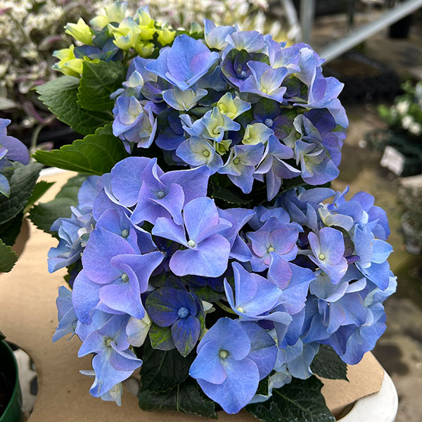 園芸ネット本店｜アジサイ：ホットチボリ マーブルブルー 4号鉢植え の