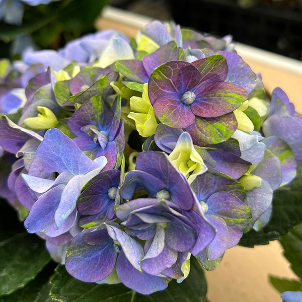 園芸ネット本店｜アジサイ：ホットチボリ マーブルブルー 4号鉢植え の