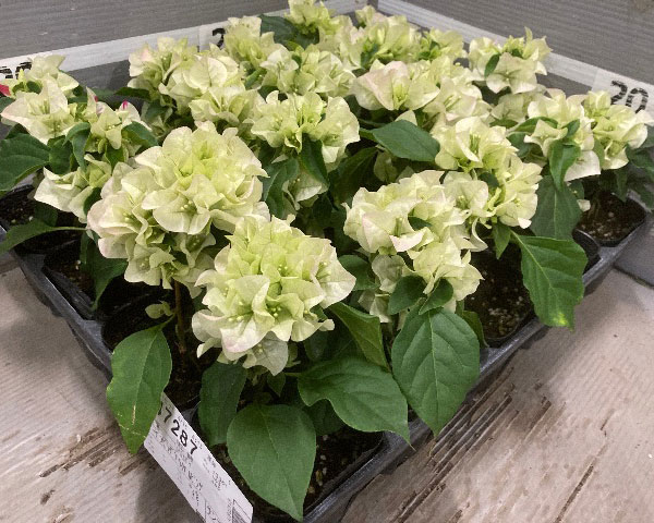 ブーゲンビレア：ブライダルピンク3.5号ポット