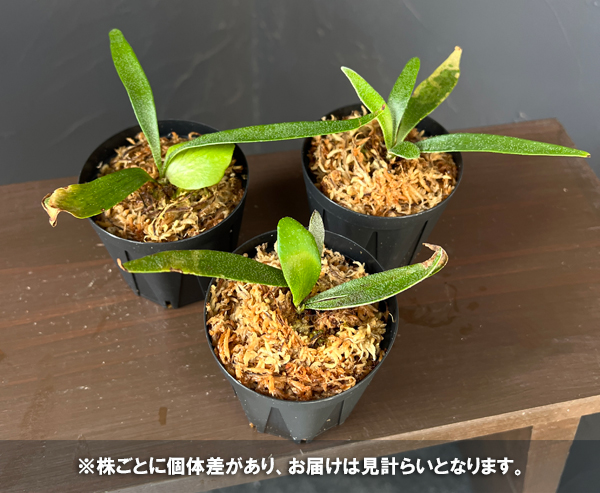 ビカクシダ（コウモリラン）：アルシコルネドワーフ　2号ポット