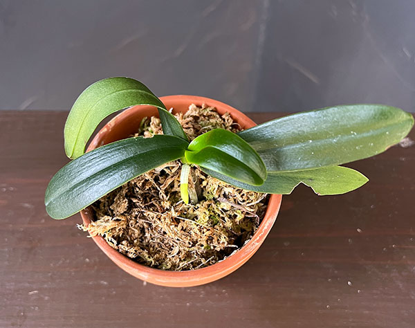 ナゴラン(Lサイズ・培養株) 3号素焼き鉢