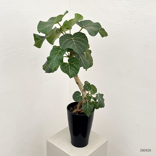 フィカス:アブチリフォリア 5号鉢植え