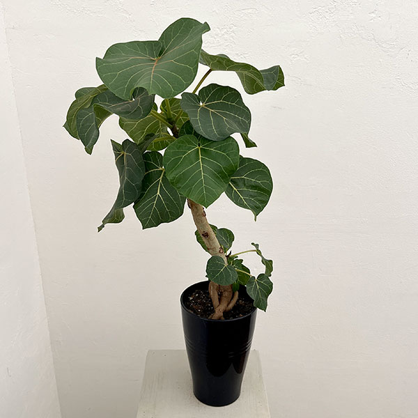 フィカス:アブチリフォリア 5号鉢植え