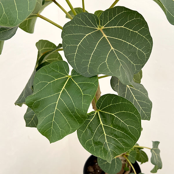 フィカス:アブチリフォリア 5号鉢植え