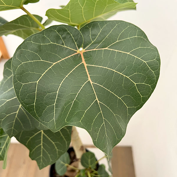 フィカス:アブチリフォリア 5号鉢植え