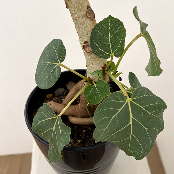 フィカス:アブチリフォリア 5号鉢植え