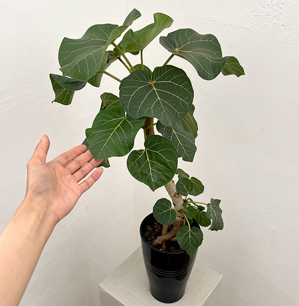 フィカス:アブチリフォリア 5号鉢植え