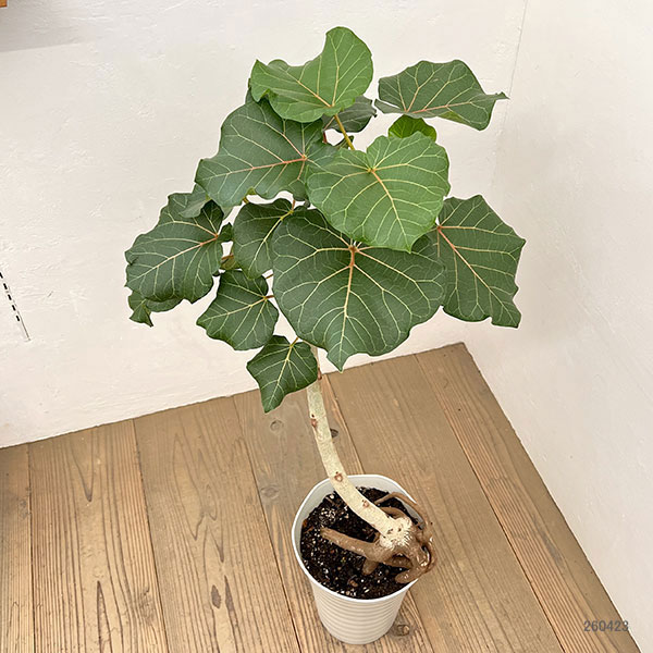 フィカス:アブチリフォリア 7号鉢植え26-01