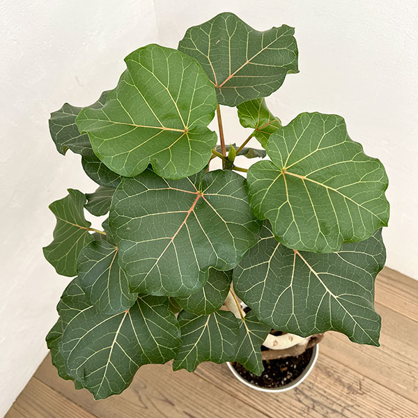 フィカス:アブチリフォリア 7号鉢植え26-01