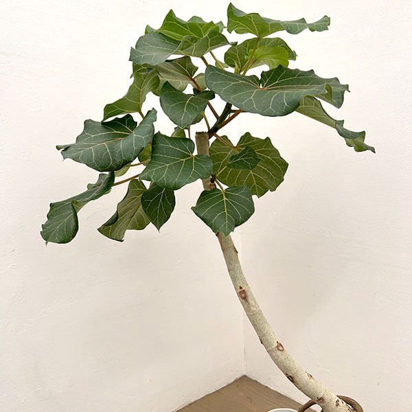 フィカス:アブチリフォリア 7号鉢植え26-01