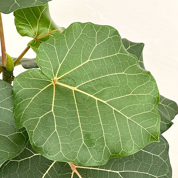 フィカス:アブチリフォリア 7号鉢植え26-01