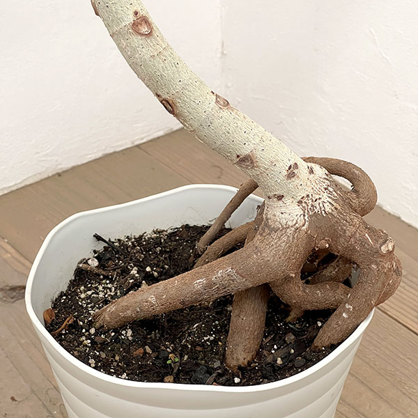 フィカス:アブチリフォリア 7号鉢植え26-01