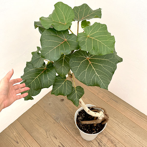 フィカス:アブチリフォリア 7号鉢植え26-01