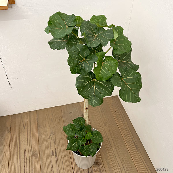 フィカス:アブチリフォリア 7号鉢植え26-02